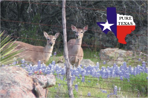 2deerpuretexas.jpg