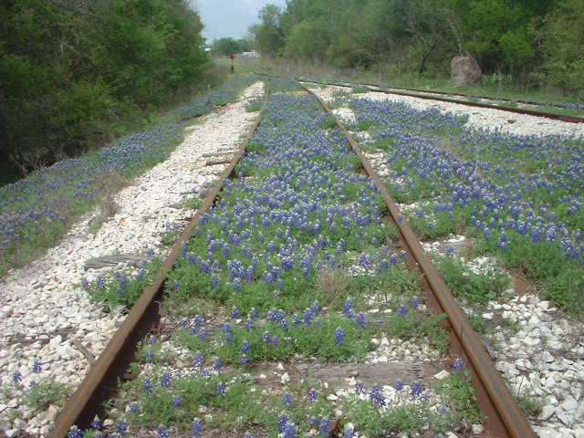 bluebonnettracks2.jpg